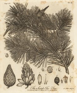 Pino silvestre, Pinus sylvestris. de Johann Sebastien Muller