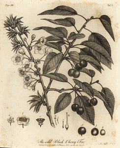 Cereza ácida, cereza ácida o cereza enana, Prunus cerasus.