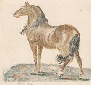 El caballo relinchando de Johann Teyler
