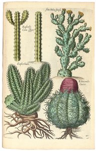 Cactus, 1641 de Johann Theodor de Bry