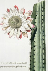 Cereus Erectus Altissimus Syrinamensis de Phythanthoza Iconographica publicada en Alemania, 1737-45 de Johann Wilhelm Weinman