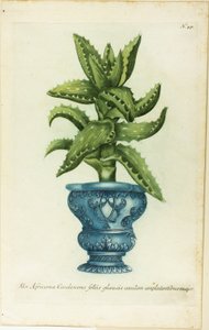 Áloe africano, lámina 47 de Phtanthoza Iconographia