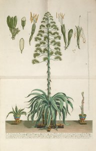 Placa grabada y mezzotinta de Aloe Americana folio Mucronato, c. 1735-1737