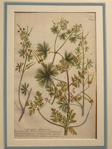 Hierba Robert (Geranium robertianum), grabado en color