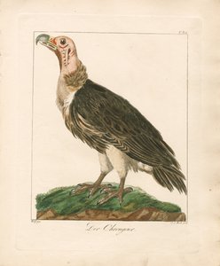  de Johann Wolf