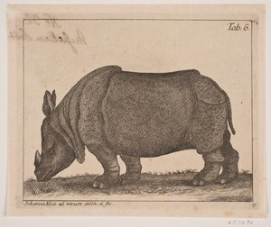 Un rinoceronte de Johanna Fosie