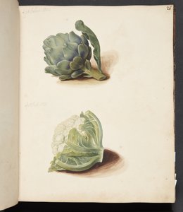 Estudio de alcachofa y coliflor de Johanna Fosie