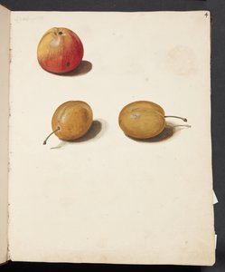 Estudio de manzana y ciruelas