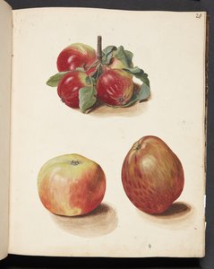 Estudio de manzanas
