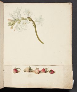 Estudio de flor y fresa de Johanna Fosie