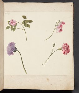 Estudio de flores de Johanna Fosie