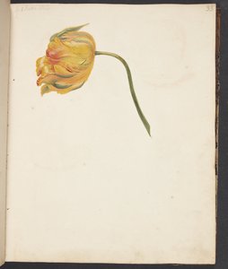 Estudio de tulipán amarillo de Johanna Fosie