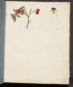 Estudio de rosa mosqueta y pensamiento de Johanna Fosie