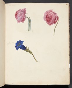 Estudio de rosa rosada y flor azul de Johanna Fosie