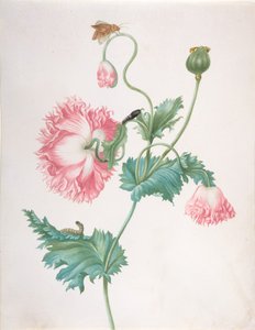 Una Amapola en Tres Etapas de Floración, con una Oruga, Pupa y Mariposa, finales del siglo XVII-principios del siglo XVIII de Johanna Helena Graff