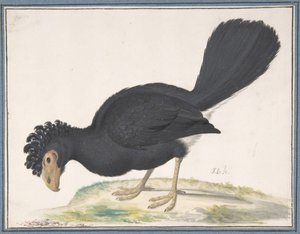 Un paujil negro, s.f. de Johannes Bronckhorst