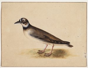 Pájaro de Johannes Bronckhorst