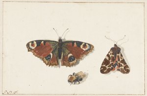 mariposa, polilla y abejorro de Johannes Bronkhorst
