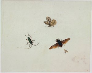 Cuatro insectos, finales del siglo XVII de Johannes Bronkhorst