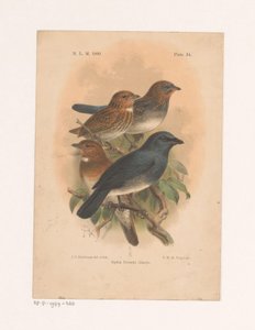 Cuatro pájaros en una rama Siphia Everetti Sharpe (título sobre el objeto) de Johannes Gerardus Keulemans