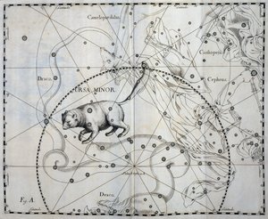 Osa Menor, constelación boreal de la Osa Menor, grabado del atlas celeste Firmamentum Sobiescianum sive Uronographia, de Johann Hevelius (1611-1687), Gdansk. de Johannes Hevelius