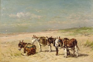 Burros en la playa