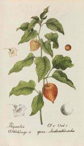 Colección de plantas suizas, 1825-1846 de Johannes Jacob Hegetschweiler