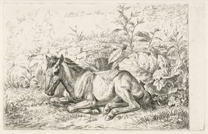 Caballo acostado frente a algunas plantas