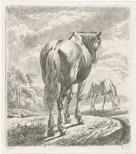 Caballo visto desde atrás