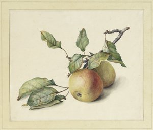 Dos manzanas en una rama de Johannes Reekers (II)