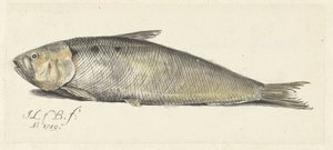 agradable de Johannes le Francq van Berkhey