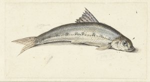 Góndola de Johannes le Francq van Berkhey