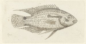 Peces tropicales Chromis epse de Johannes le Francq van Berkhey
