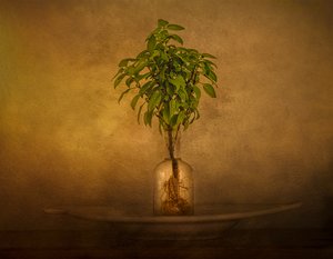 Naturaleza muerta con plantas con raíces