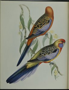 Periquito de Adelaida de John (after) Gould