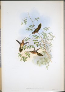Ermitaño de Adolph (Phaethornis Adolphi) de John (after) Gould