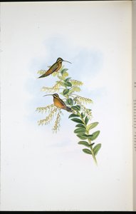 Ermitaño Amaura (Phaethornis Amaura) de John (after) Gould