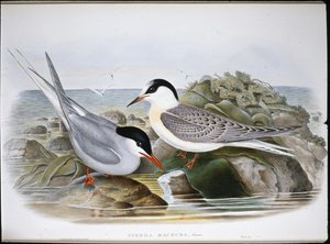 Charrán ártico (Sterna Macrura) de John (after) Gould
