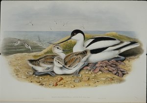 Avoceta (Recurvirostra Avocetta) de John (after) Gould