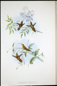 Ermitaño con cinturón (Phaethornis Nigrocinctus) y Ermitaño obispo (Phaethornis Episcopus)