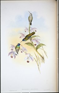 Colibrí de orejas negras (Heliopaedica Melanotis) de John (after) Gould