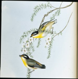 Pardalote de cabeza negra (Pardalotus Melanocephalus) de John (after) Gould