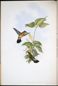 Ermitaño de cola negra (Glaucis Melanura)