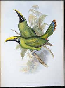 Tucán de pico acanalado de garganta negra (Aulacoramphus Atrogularis) de John (after) Gould