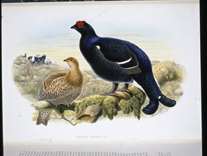 Gallo lira (Tetrao Tetrix) de John (after) Gould
