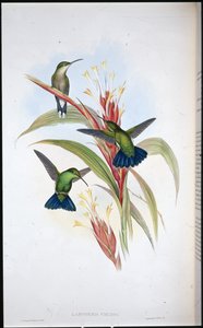 Colibrí Mango de Cola Azul (Lampornis Viridis) de John (after) Gould