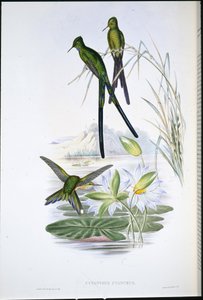 Silfo de Cola Azul (Cynanthus Cyanurus) (litografía coloreada a mano)