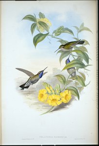 Cacique de garganta azul (Delattria Clemenciae) de John (after) Gould