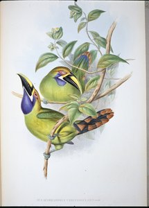 Tucán de pico acanalado de garganta azul (Aulacoramphus Caeruleogularis)
