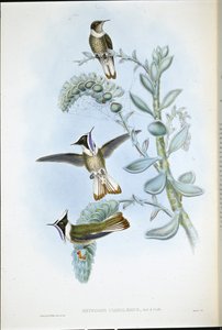 Cresta de casco de garganta azul (Oxypogon Cyanolaemus) de John (after) Gould